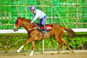 澳門(mén)今晚開(kāi)特馬四不像圖,澳門(mén)今晚開(kāi)特馬四不像圖，揭示違法犯罪的危害與應(yīng)對(duì)之策