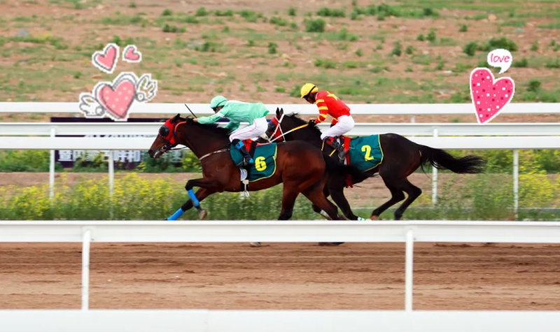 今晚澳門特馬開什么今晚四不像,今晚澳門特馬揭曉，四不像的奇幻之旅