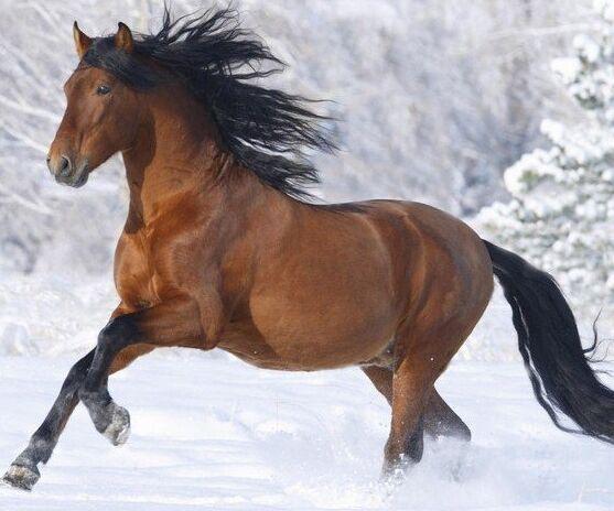 今晚澳門馬出什么特馬,今晚澳門馬會出哪些特馬？探索馬會文化的魅力與神秘預測