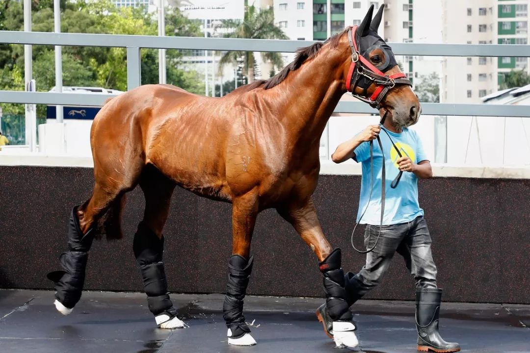 今晚澳門特馬開什么今晚四不像,今晚澳門特馬開什么，探索未知的神秘之旅