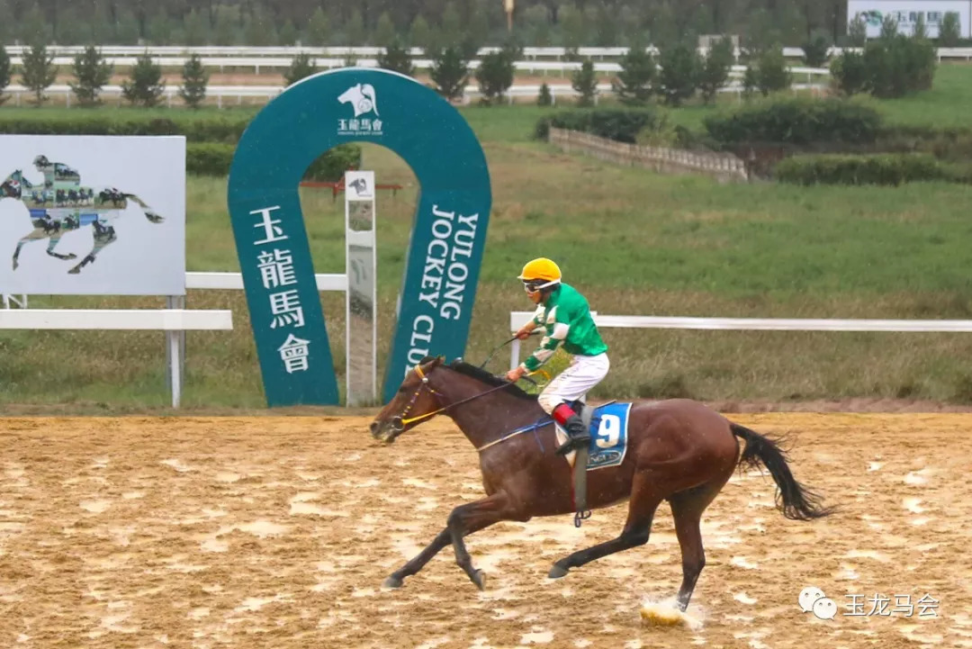 新澳今天開什么特馬,新澳今天開什么特馬，探索賽馬運動的魅力與奧秘