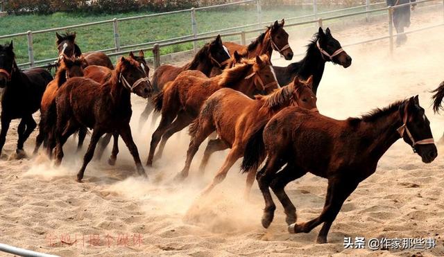 今晚澳門特馬開什么今晚四不像,今晚澳門特馬開什么，探索未知與理性看待四不像